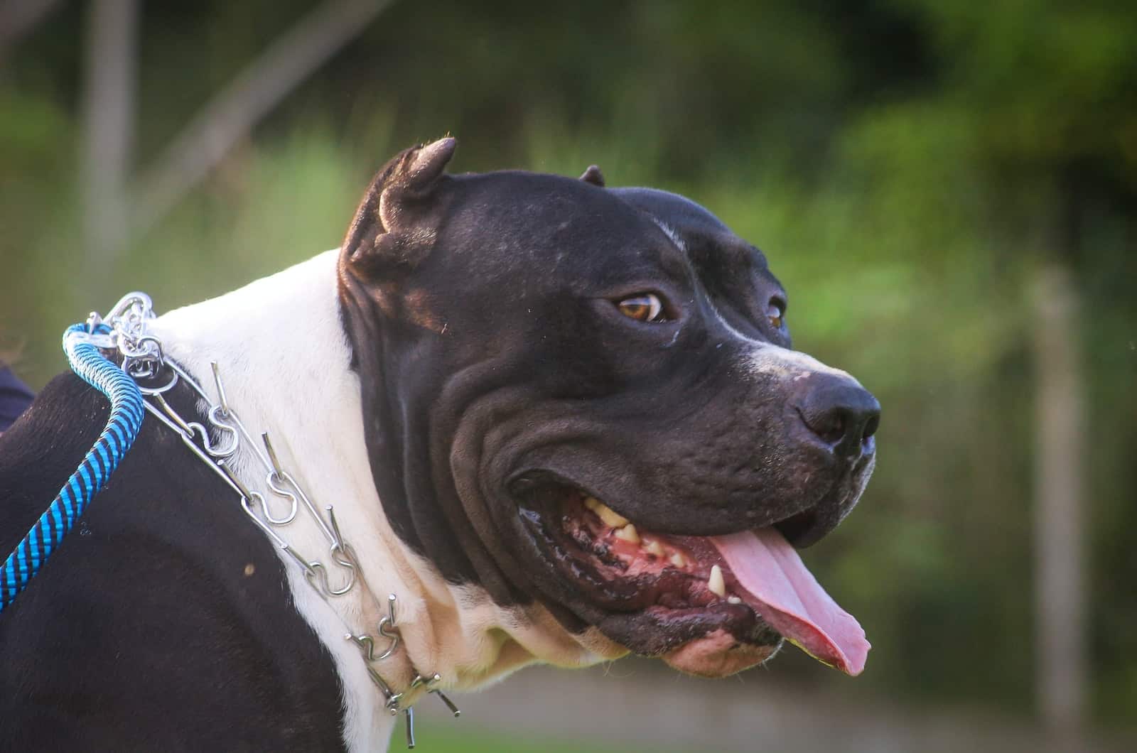 adult black and white pitbull