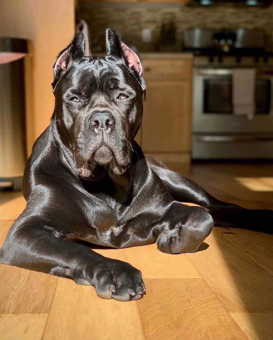 adult cane corso dog