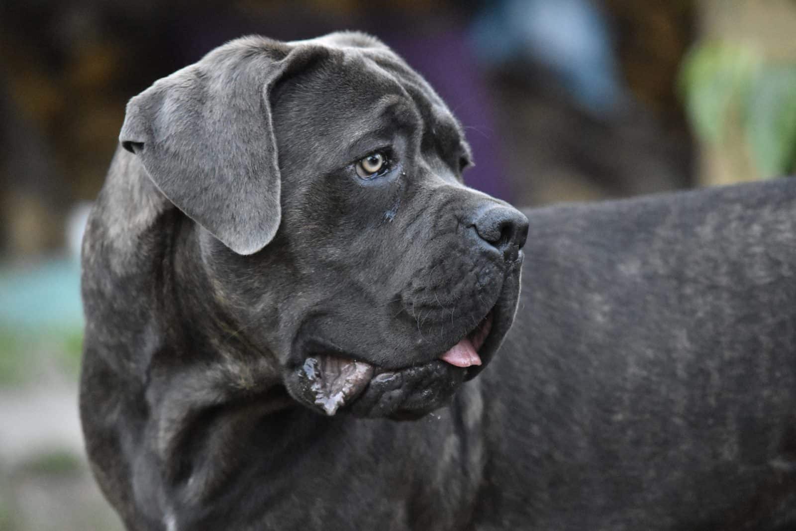 adult cane corso looking to the side