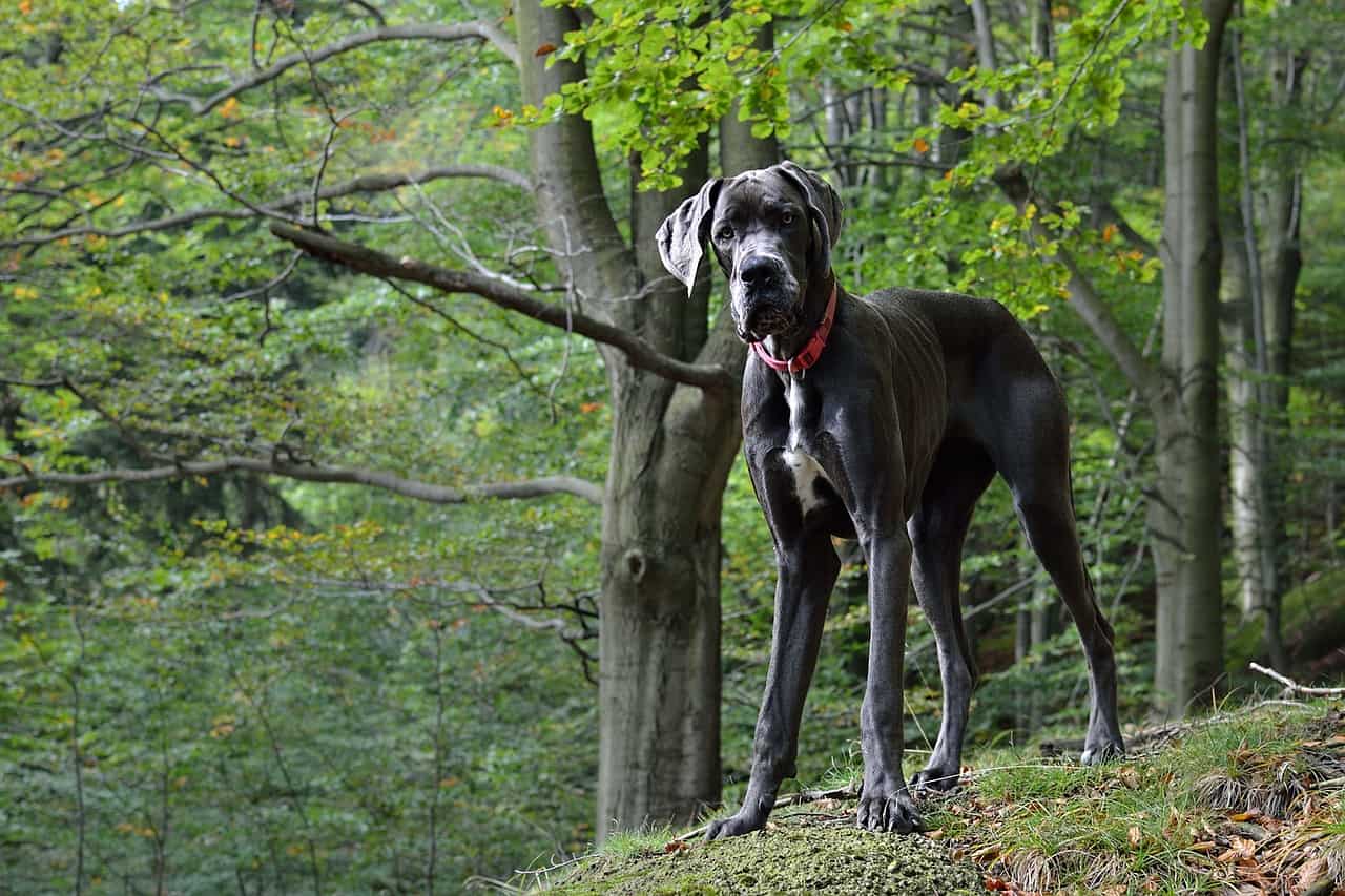 adult great dane dog