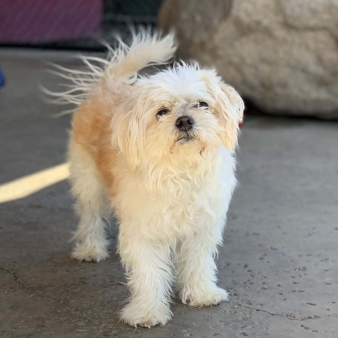 We're were told he was a maltese x Chihuahua mix : r/DogBreeds101