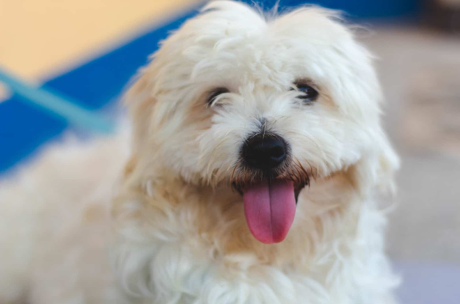 adult maltese on a leash