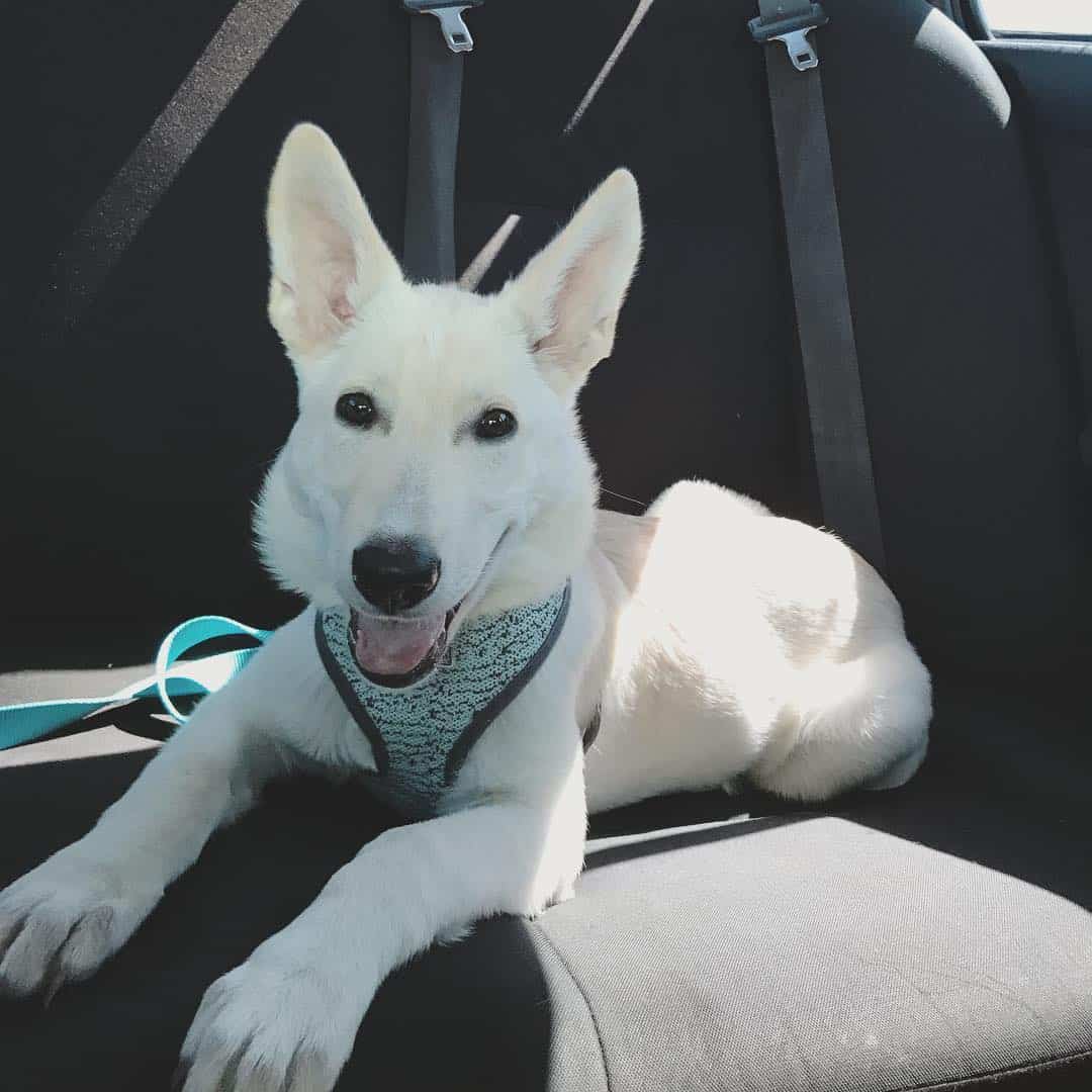 albino german shepherd do sitting in the car