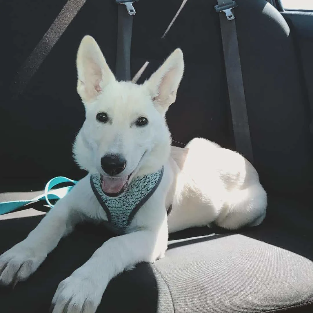 are white german shepherd albino