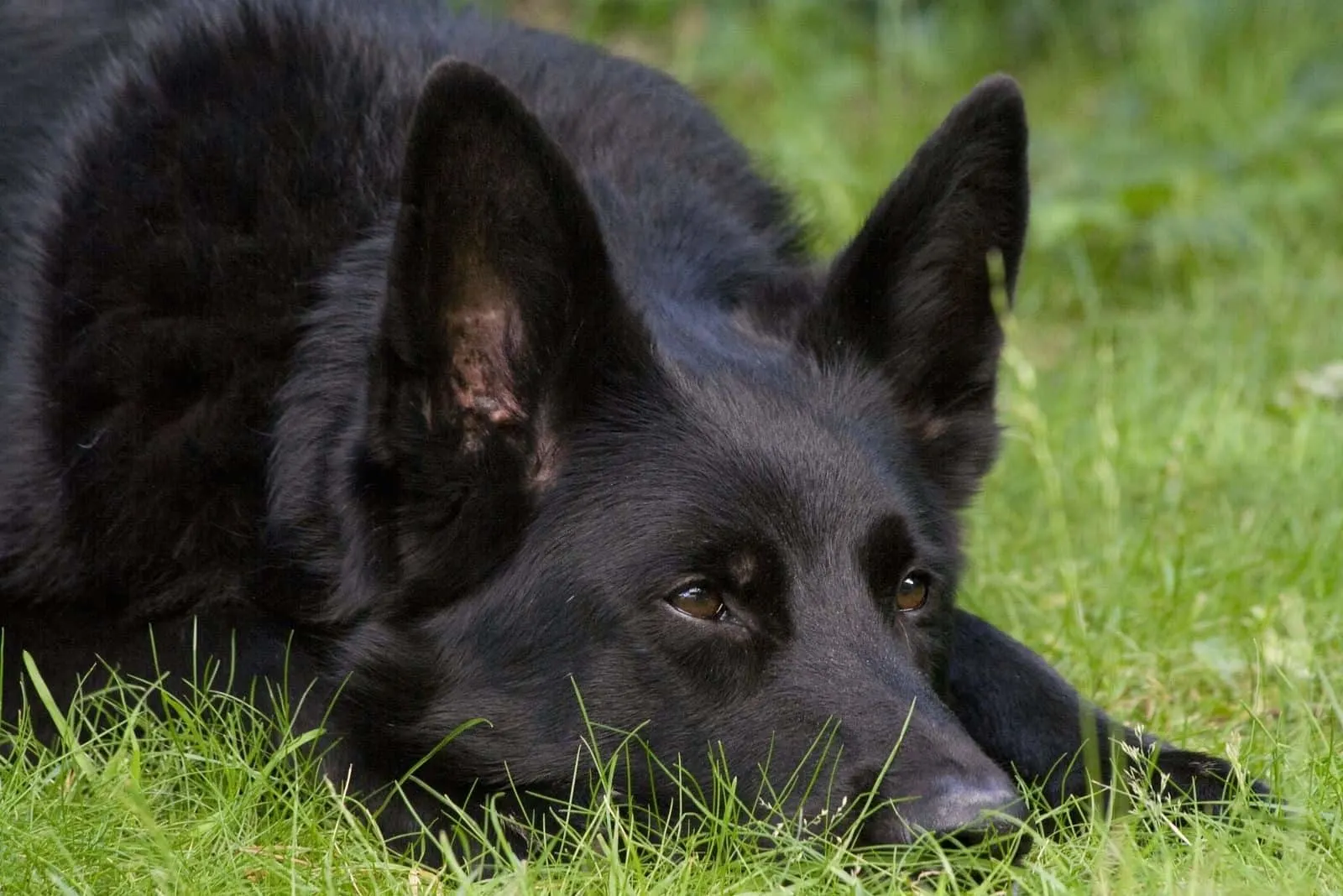 alert black German Shepherd dog laid on some grass with his eyes pricked up listening