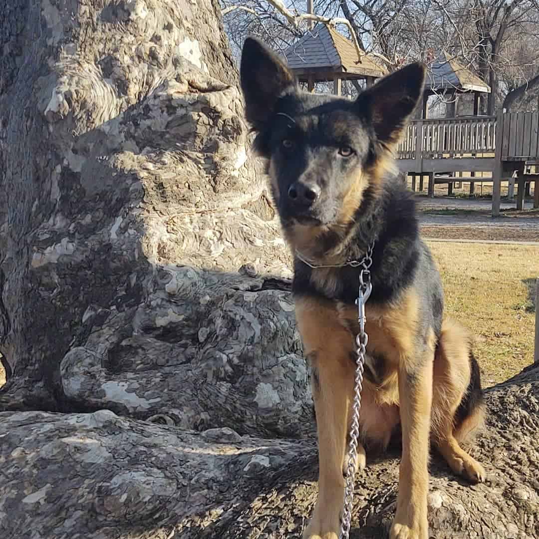 aussie-german sheep mutt with leash beside a tree