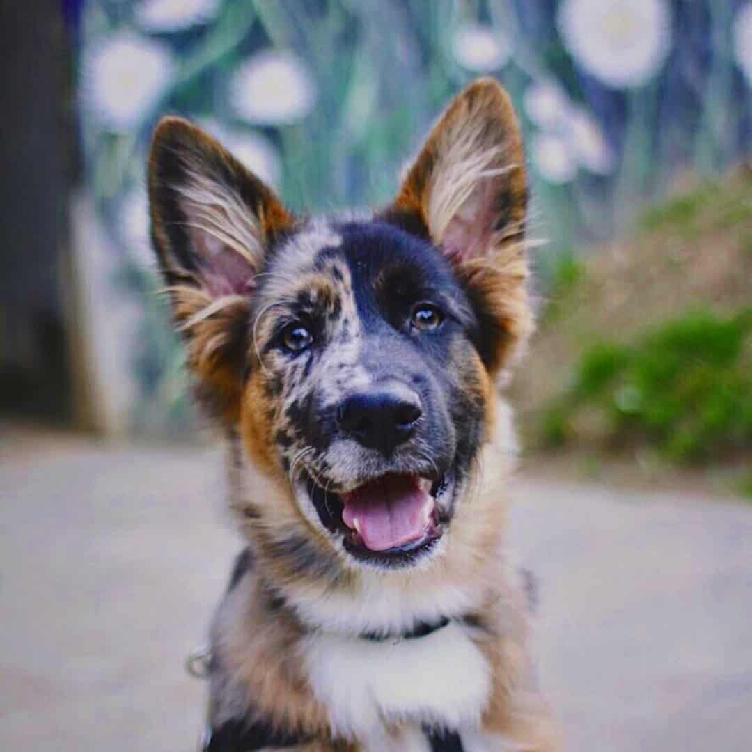 aussie german sheepdog in a headshot