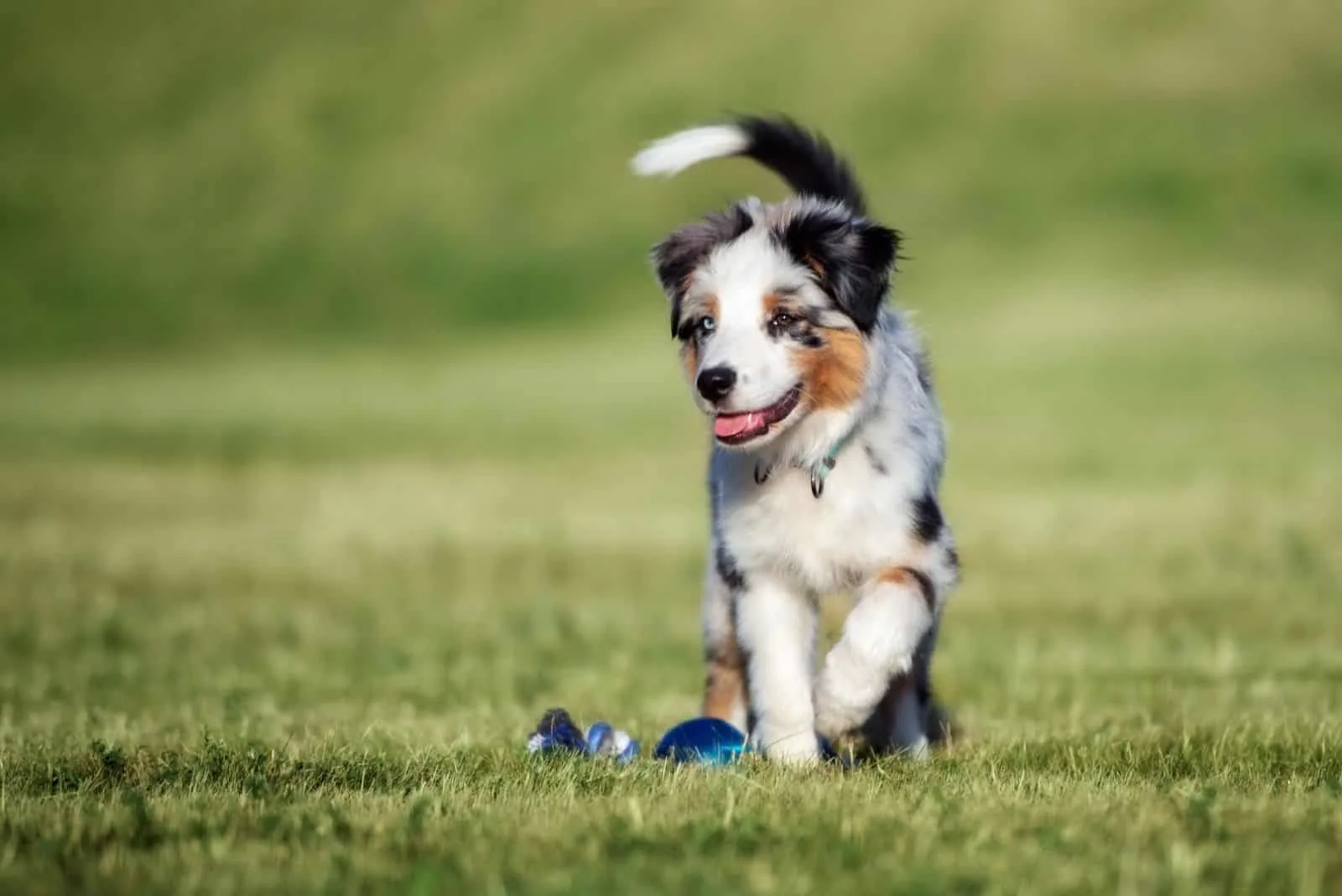 aussie shepherd toy puppy playing outdoors