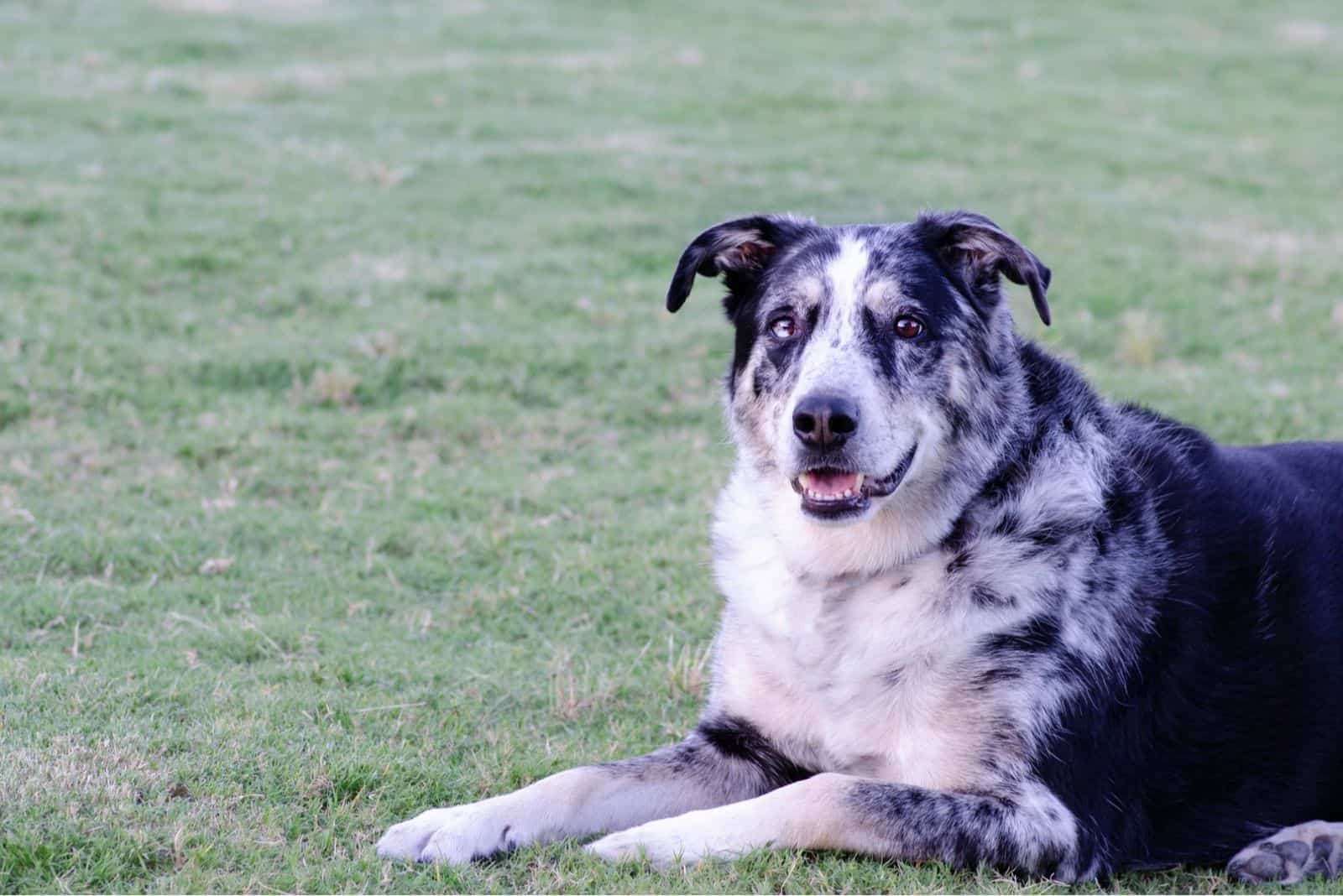 australian german shepherd mix dog lying on the ground