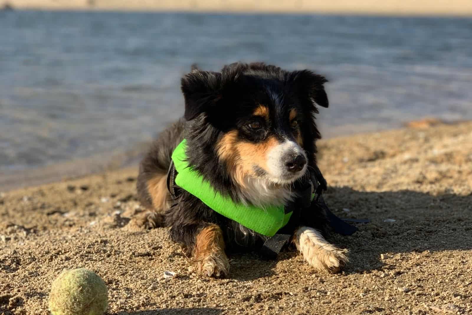 australian shepherd toy lying down in the beach