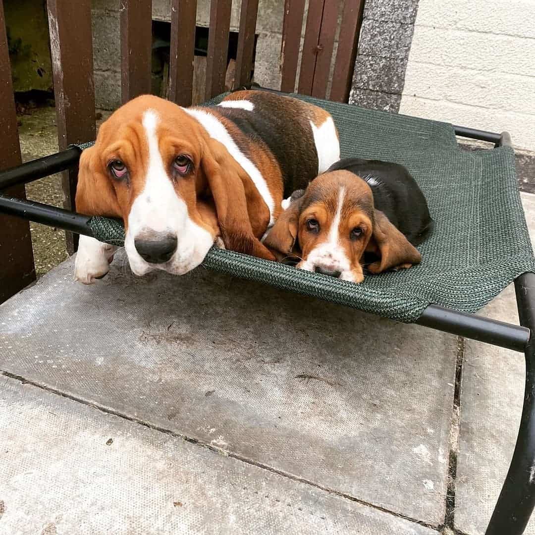 basset hound and its puppy resting