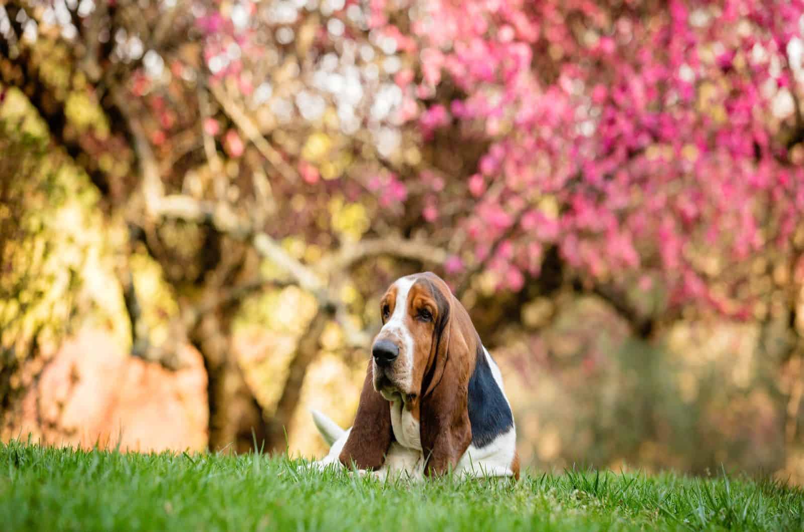 basset hound in garden