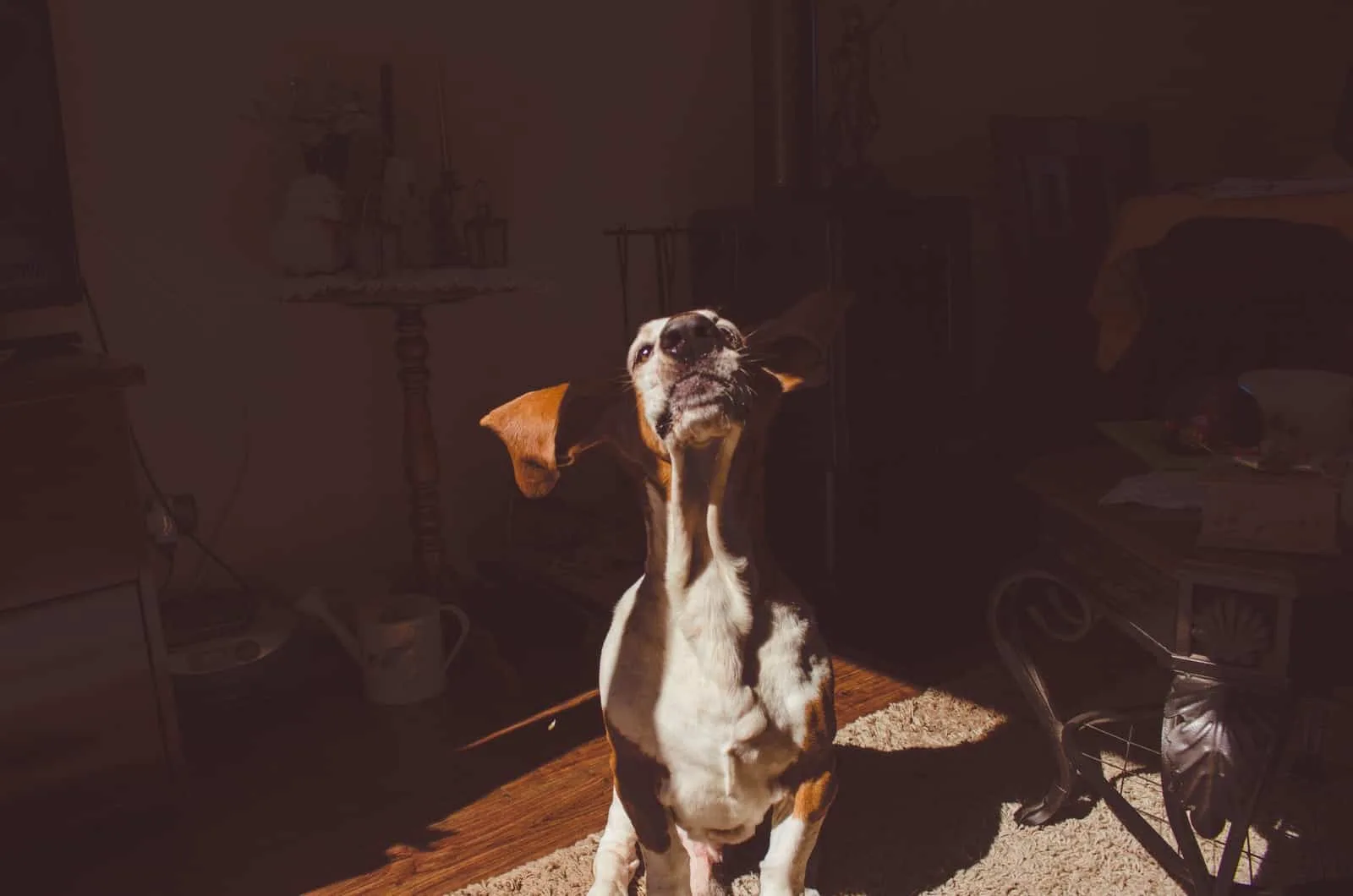 basset hound in shadow