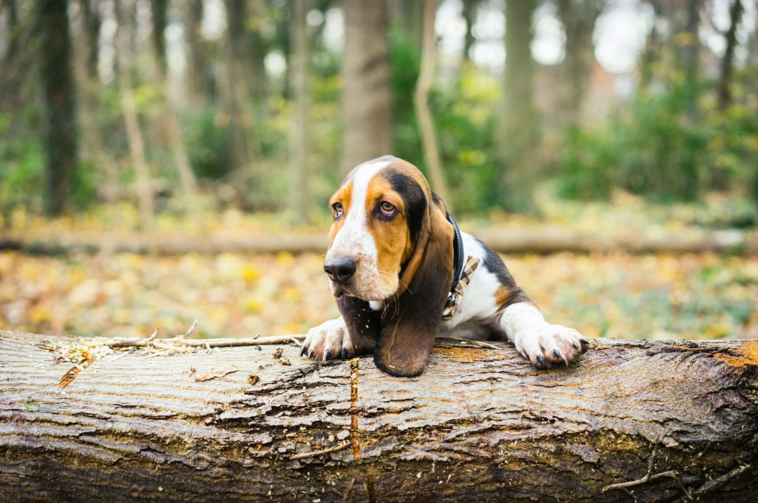26 Best Basset Hound Rescues For Adoption