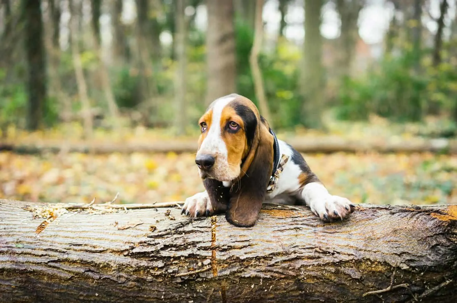 basset hound leaning on a log