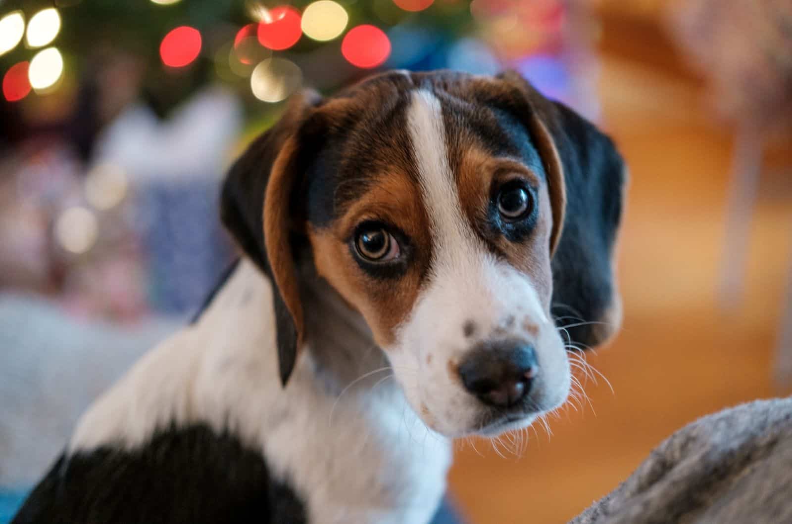 basset hound puppy