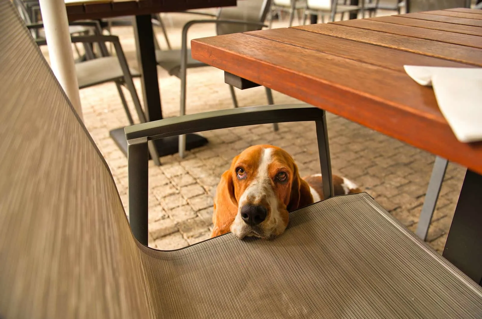 basset hound resting on a chair
