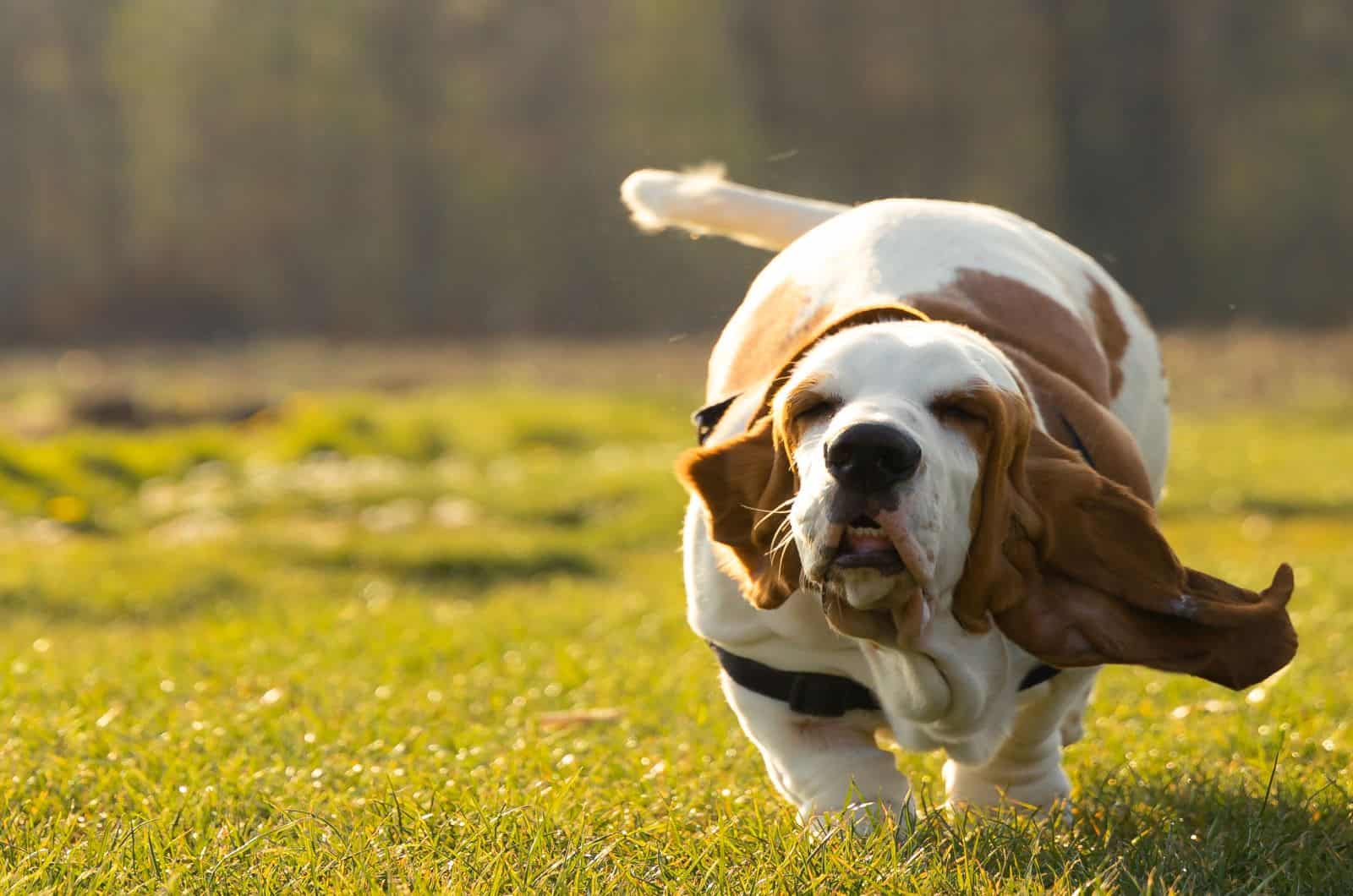 basset hound running