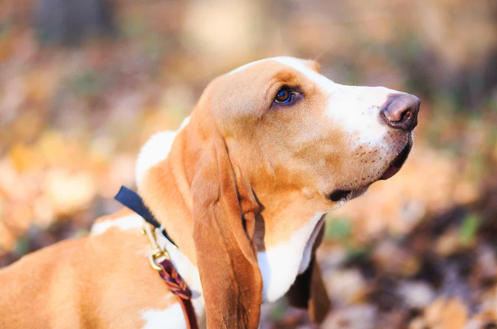 basset hound side profile