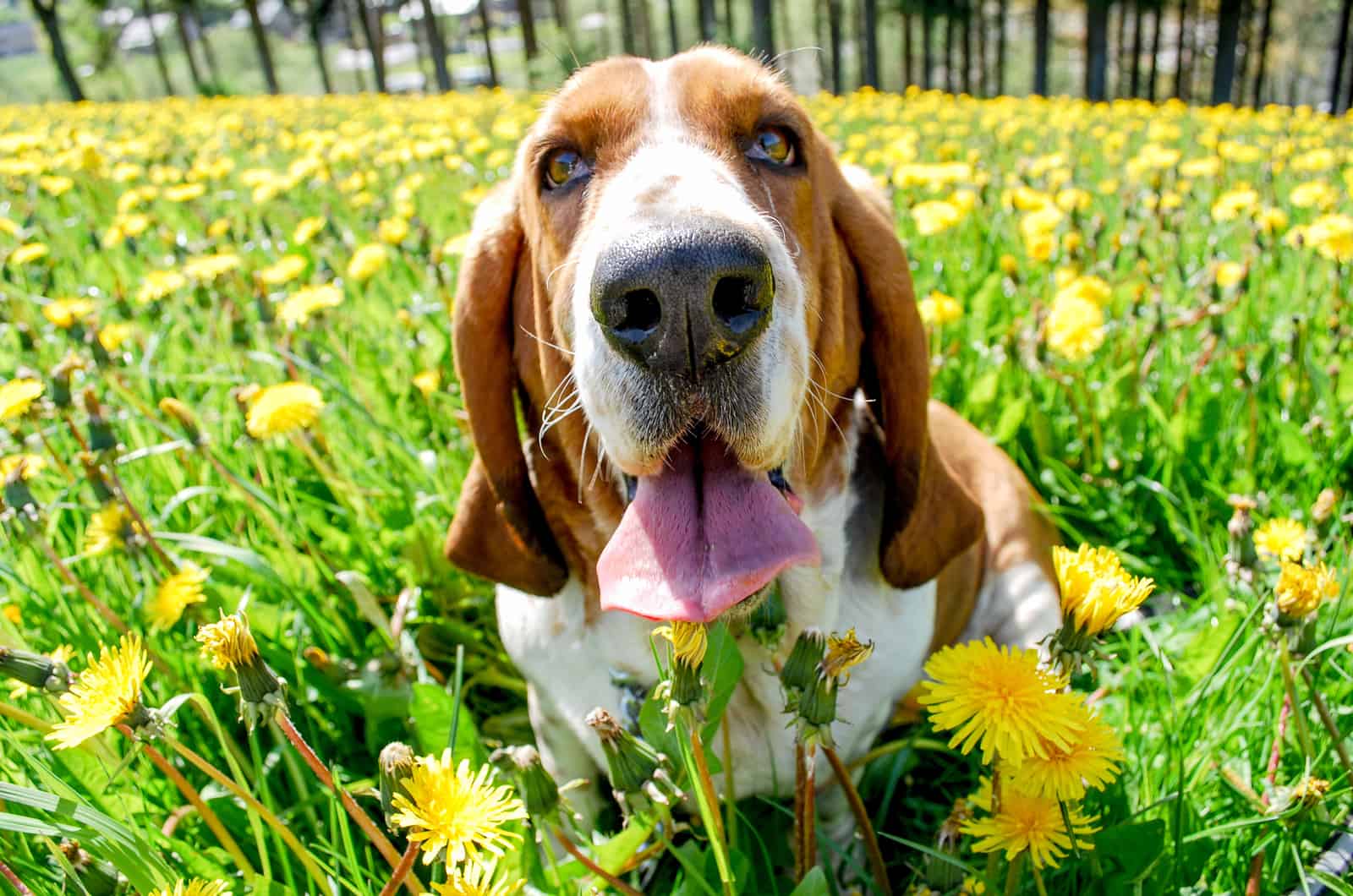 basset hound surrounded by flowers