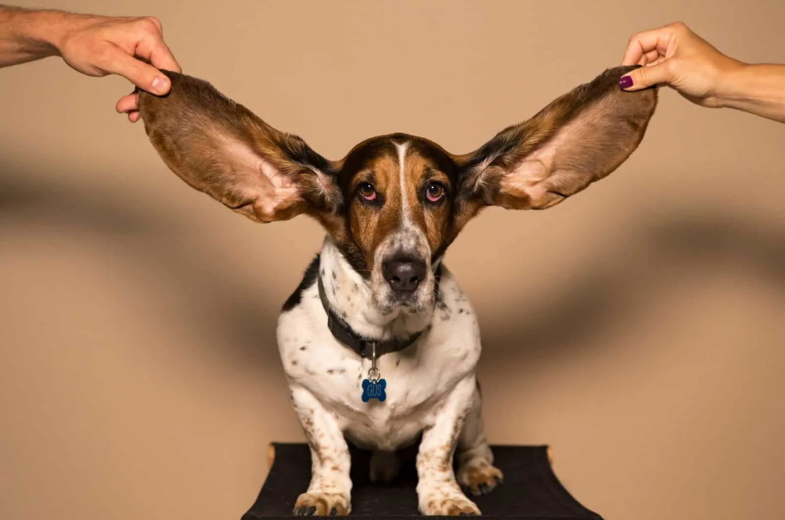 basset hound with spread ears