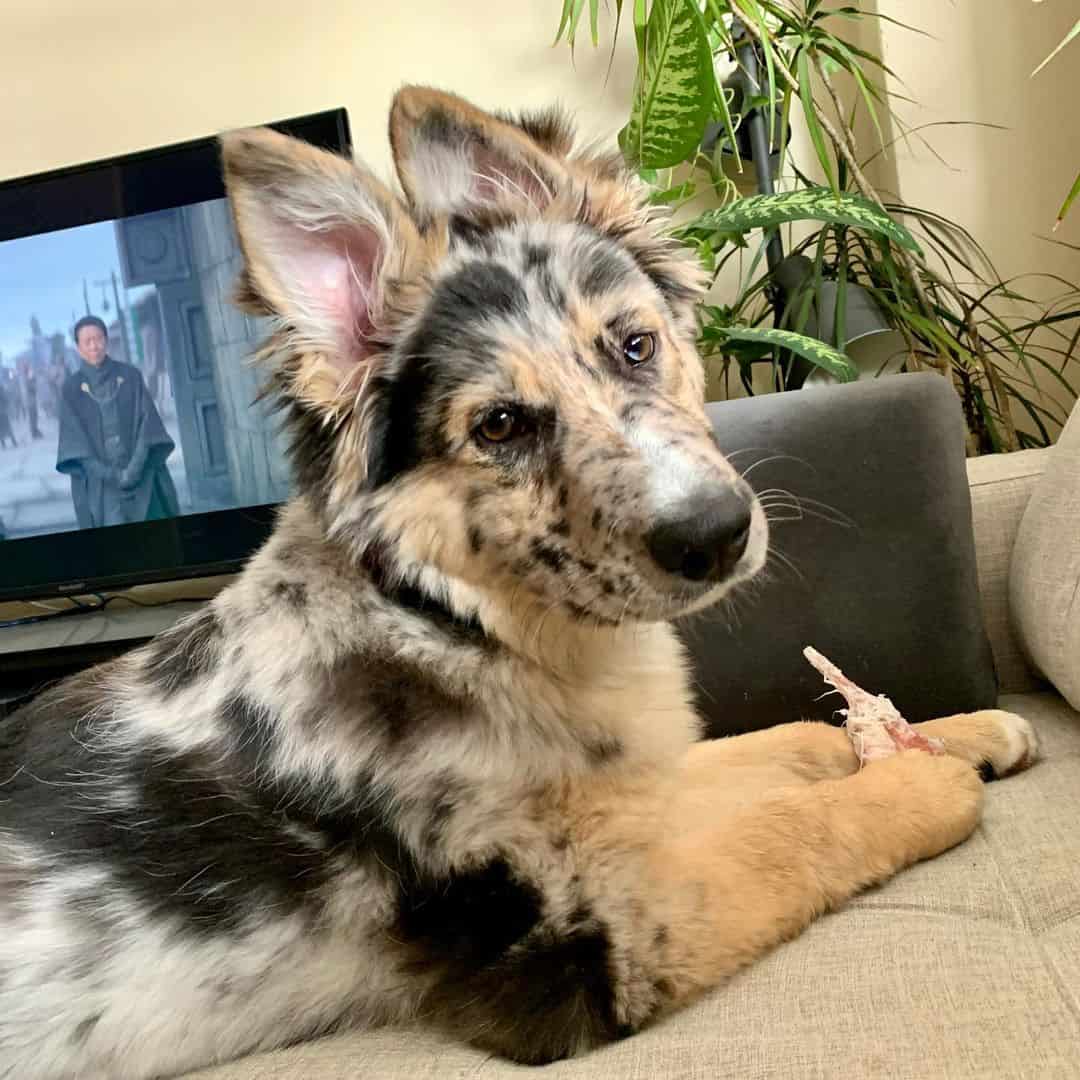 beautiful German Shepherd Border Collie mix dog