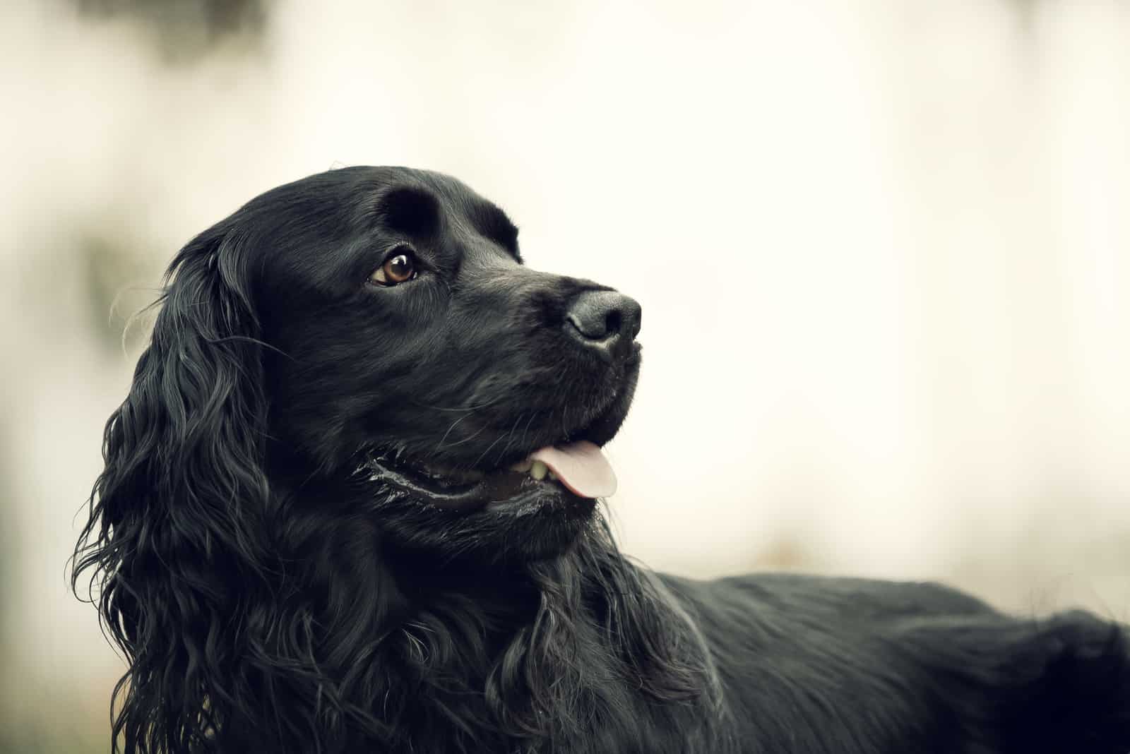 beautiful black dog outdoor