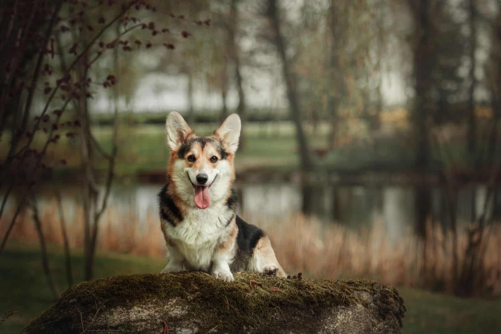 beautiful corgi sitting on a log in the forest