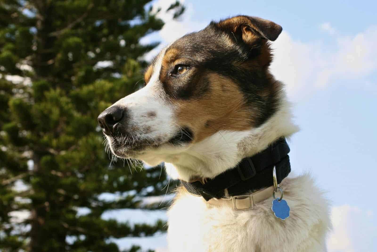 beautiful dog standing outdoor