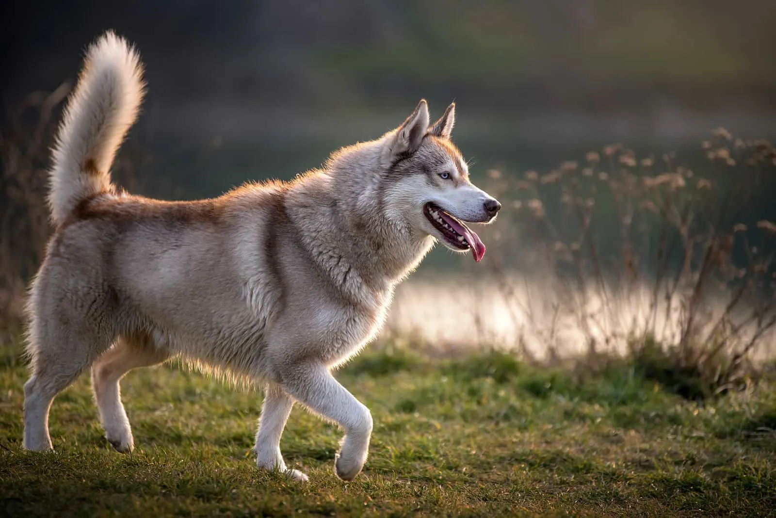 beautiful husky dog outdoor