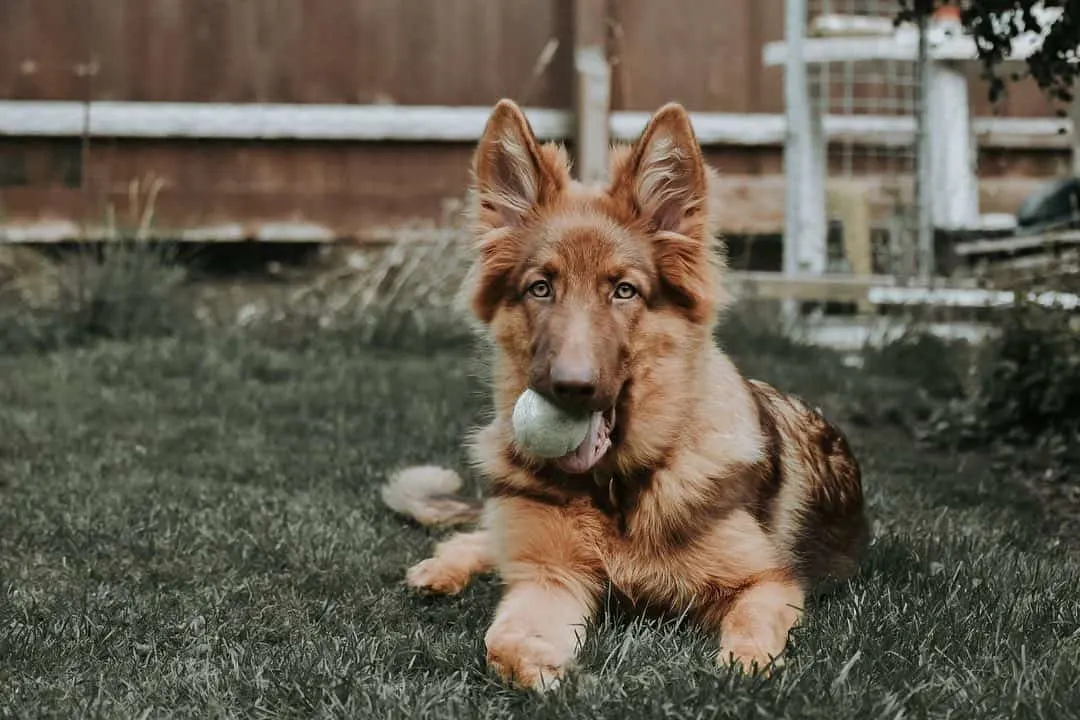 beautiful liver german shepherd dog holding a ball in mouth