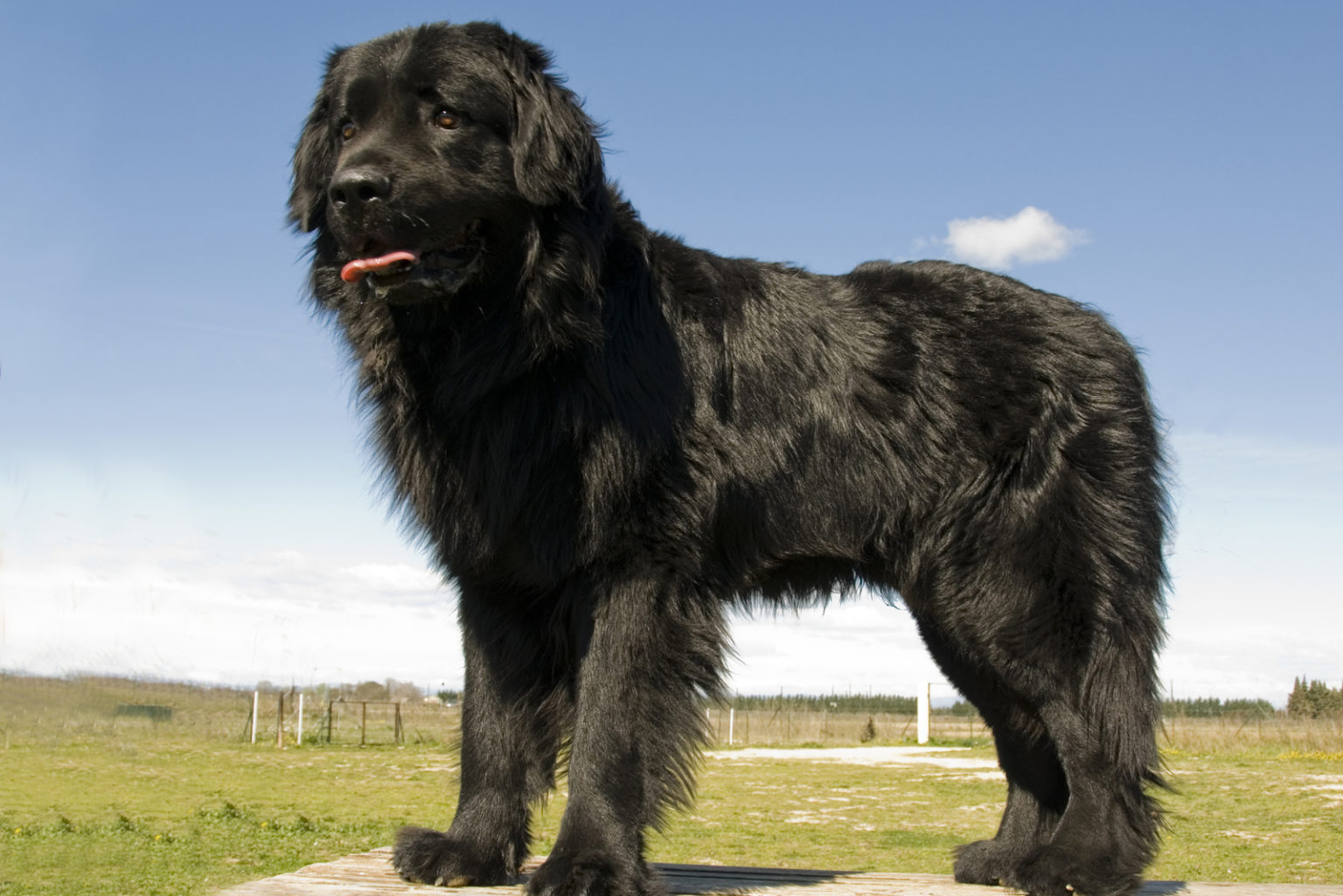 black-dog-names-200-great-names-for-your-furry-black-friend