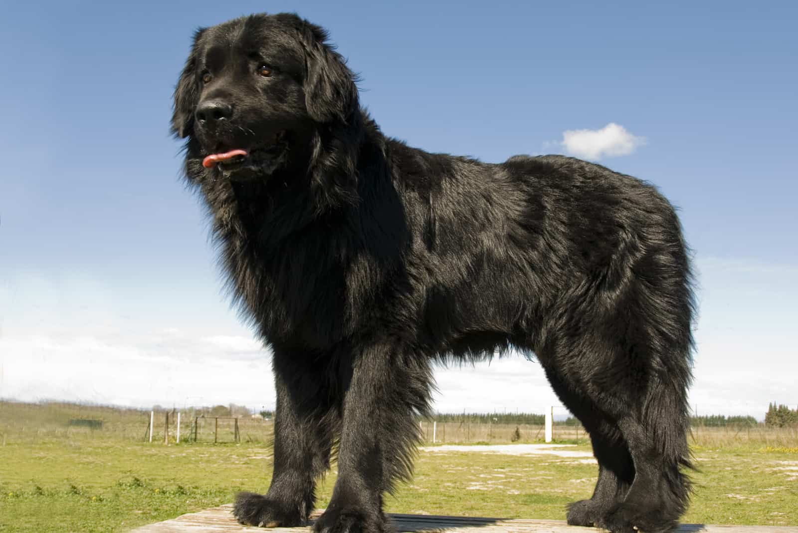 beautiful purebred newfoundland dog