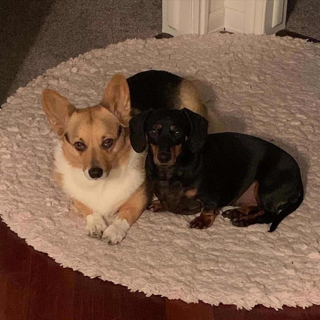 bestfriends corgi and dachshund in the carpet