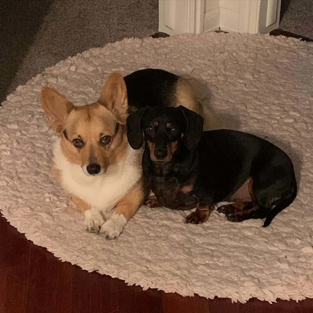 bestfriends corgi and dachshund in the carpet