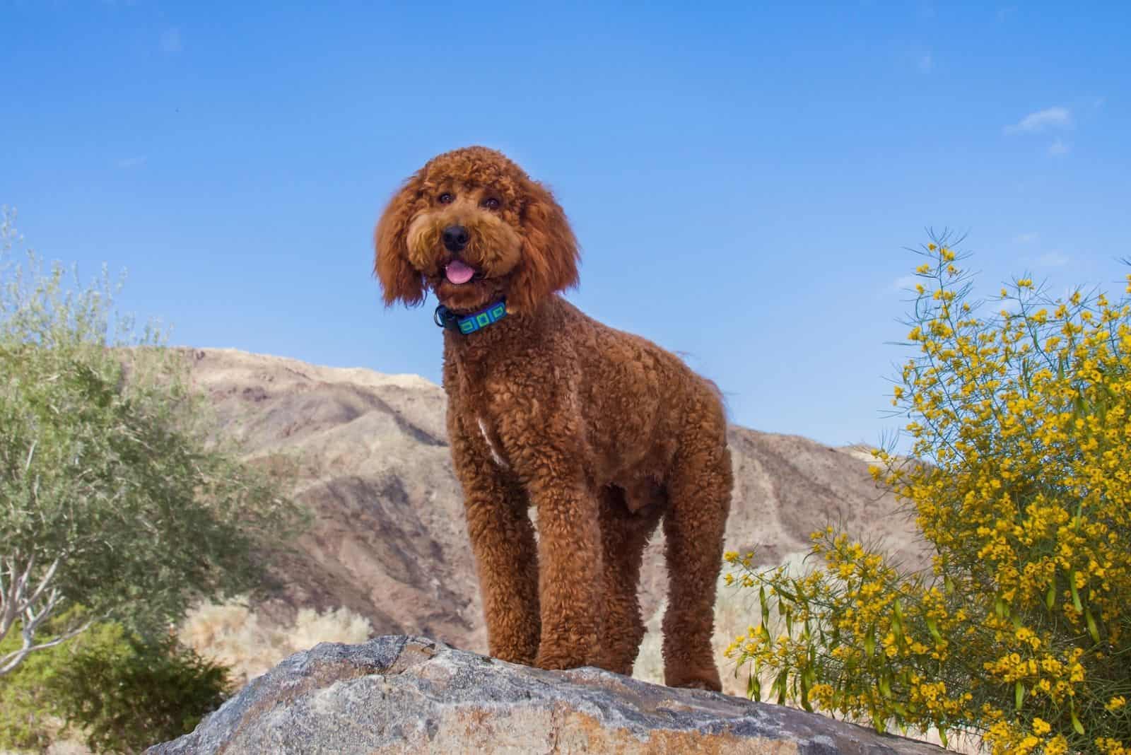 big labradoodle dog standing on a big mountain rock in the mountains