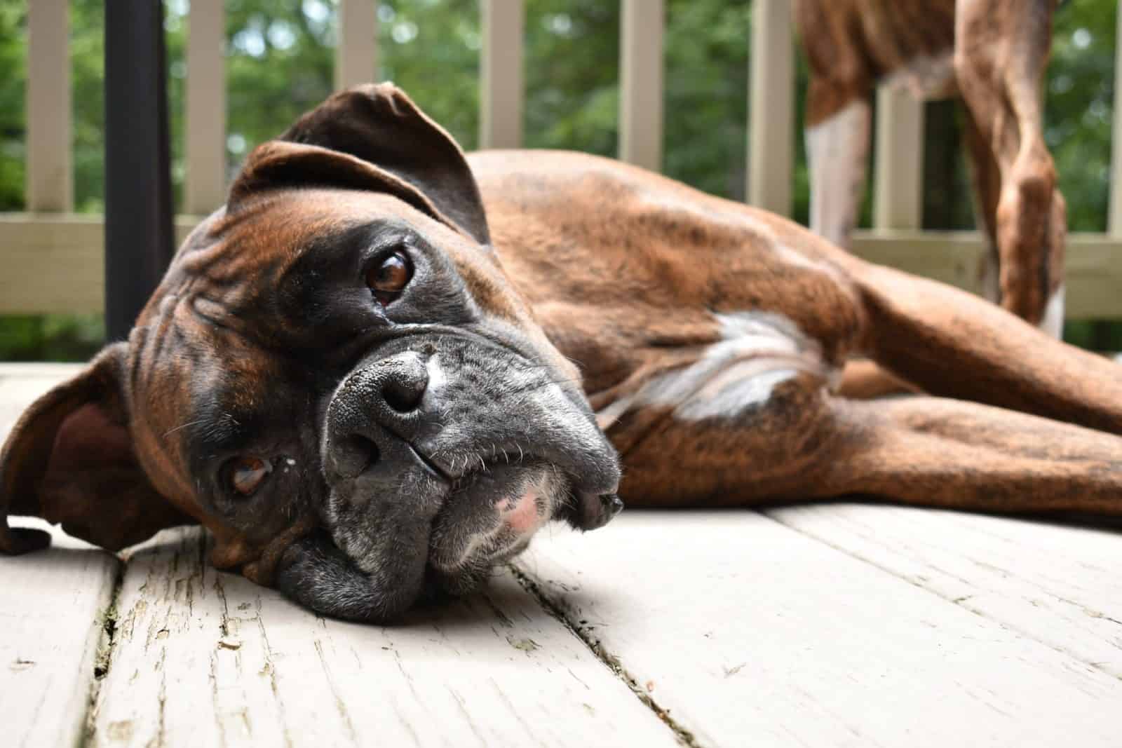 big brown dog resting on floor