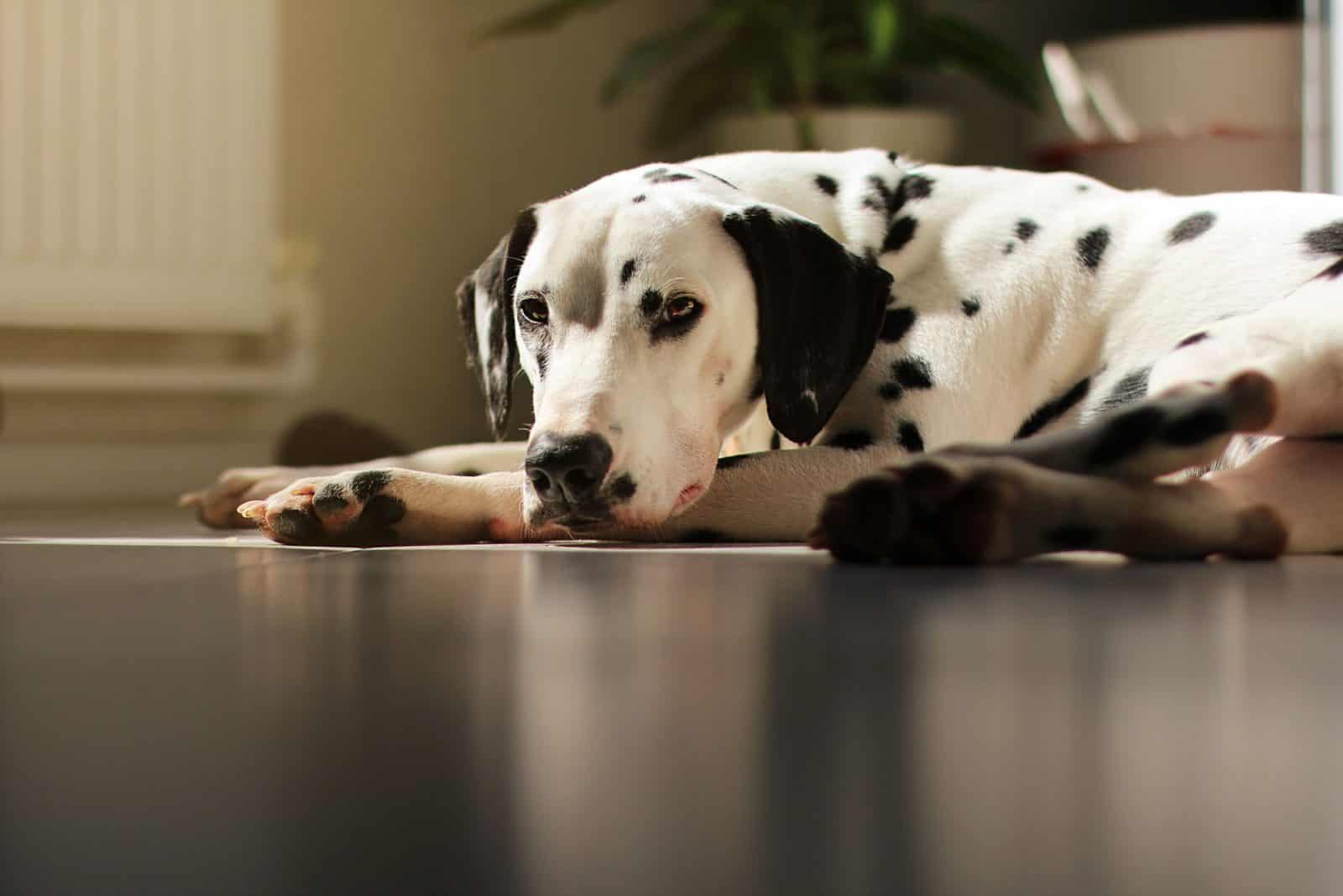 big dalmatian dog