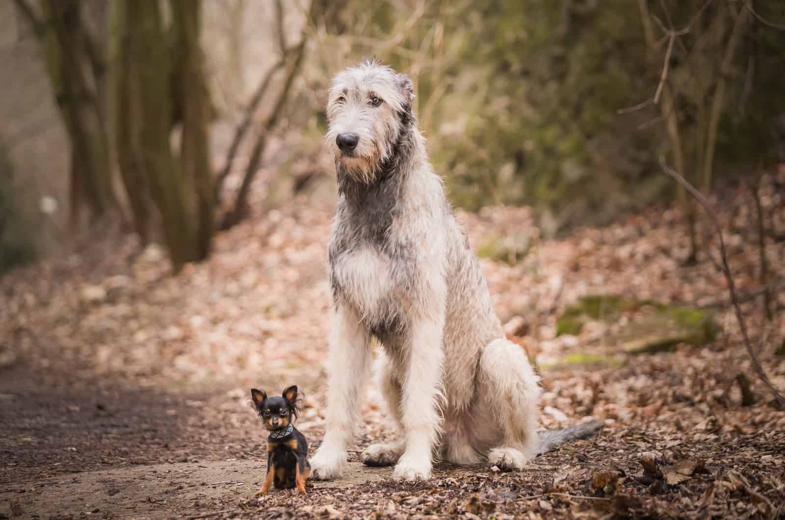 big dog and a small dog standing side by side