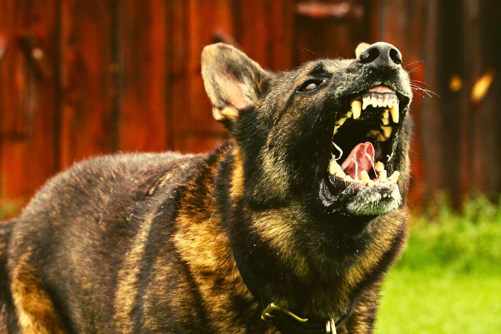 big protective german shepherd dog barking