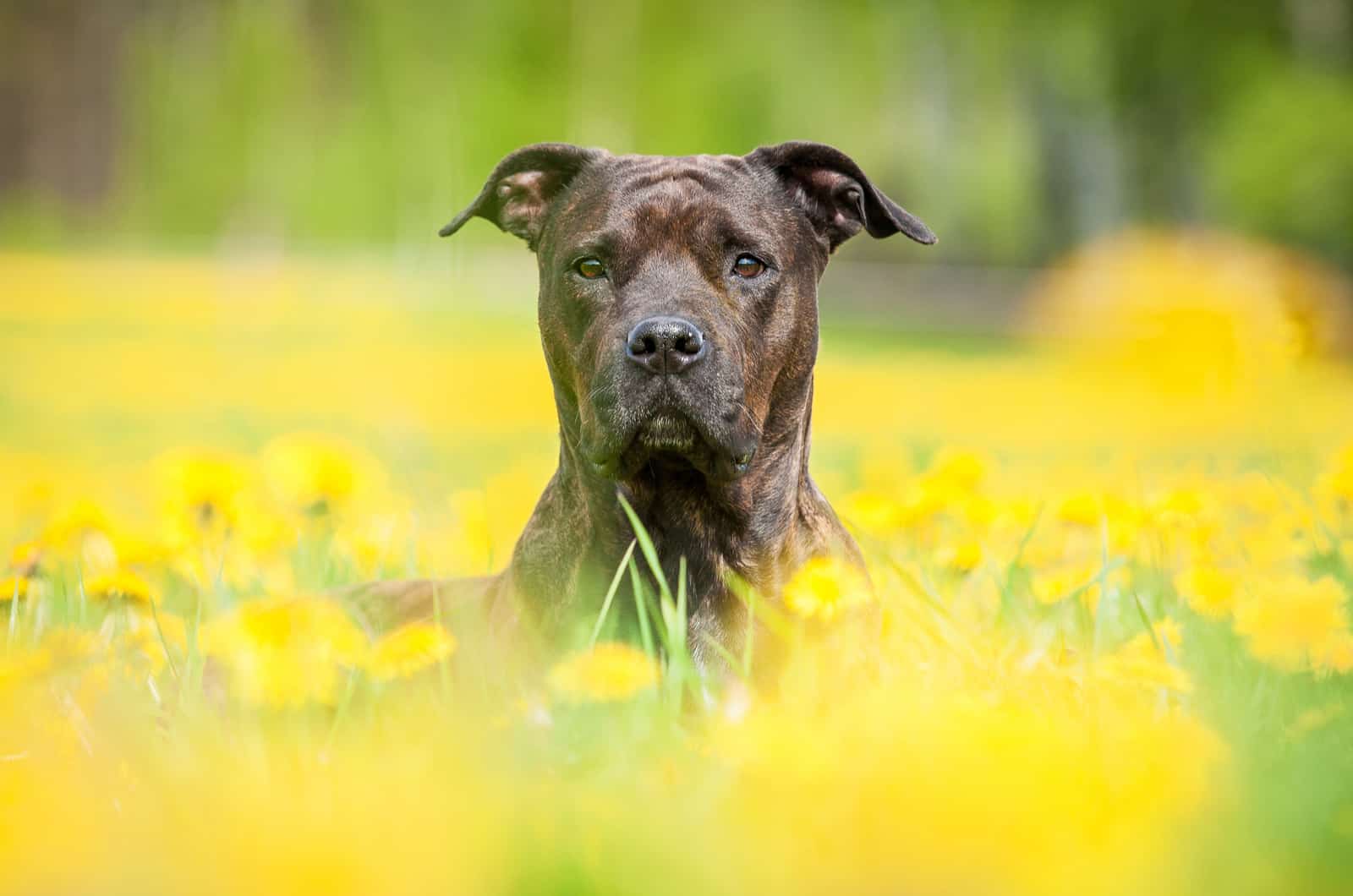 100 Big Dog Names Awesome Names For Your Super Sized Pooch