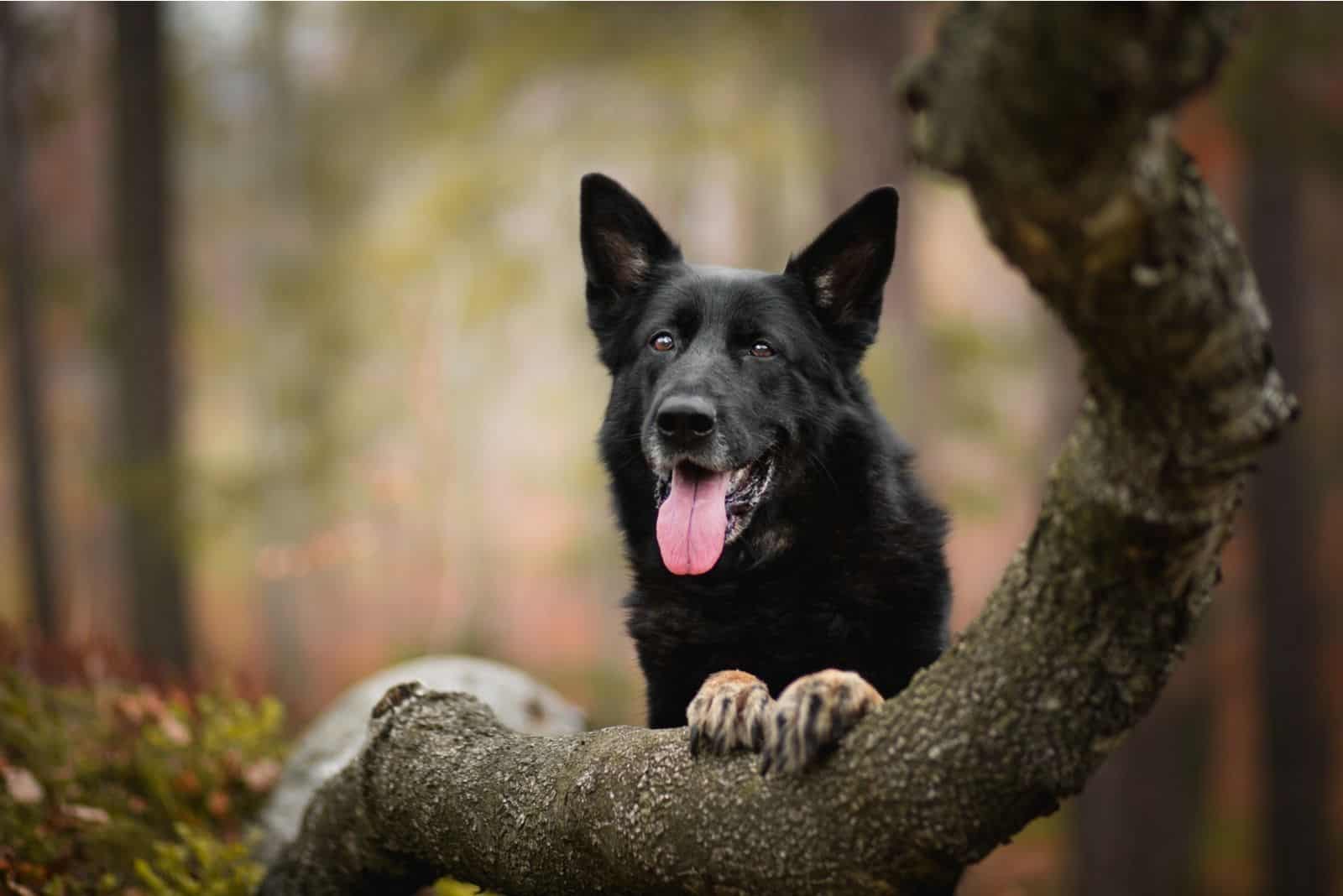 black German shepherd portrait leaning on the tree in the forest