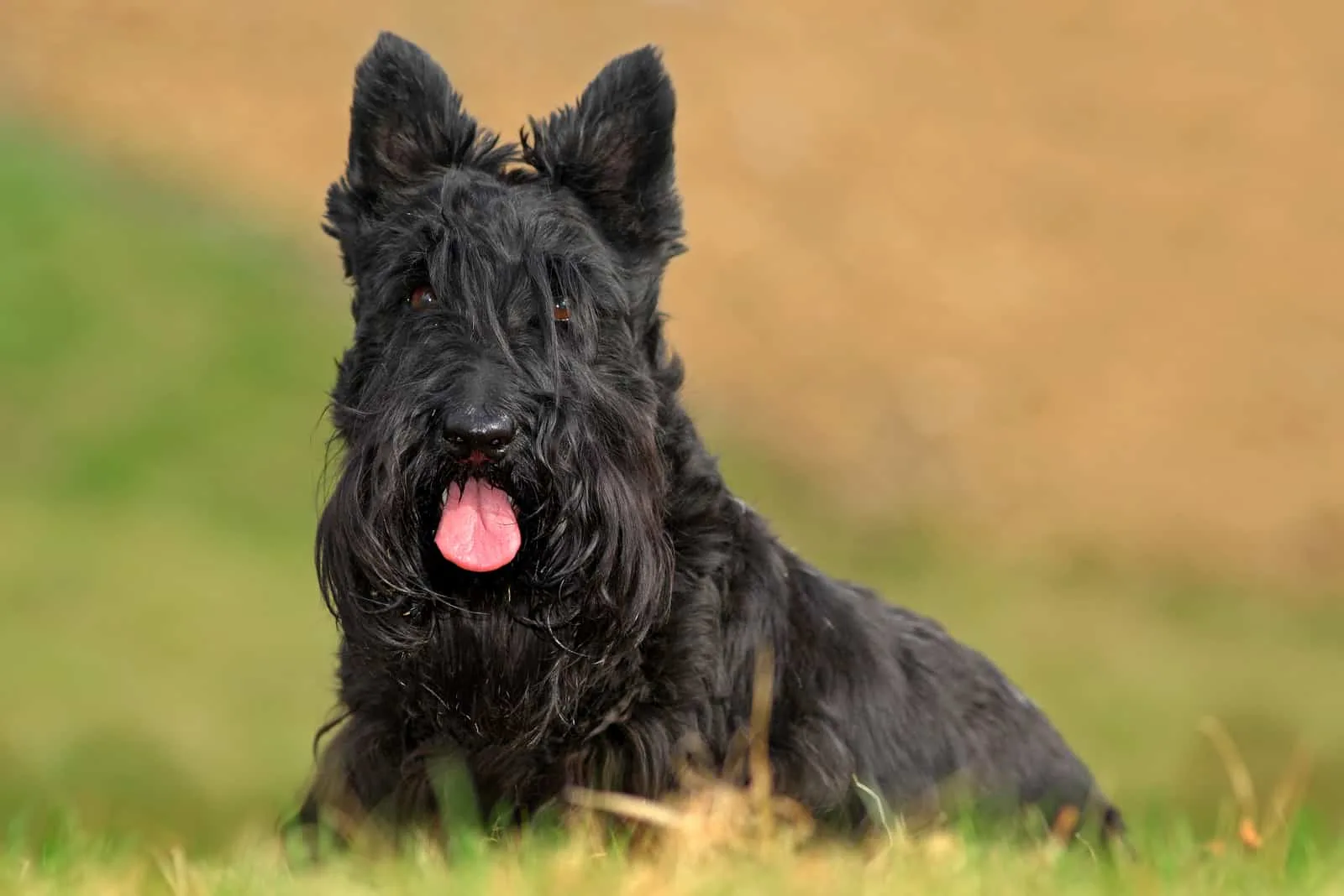 black Scottish Terrier Dog with stuck out pink tongue