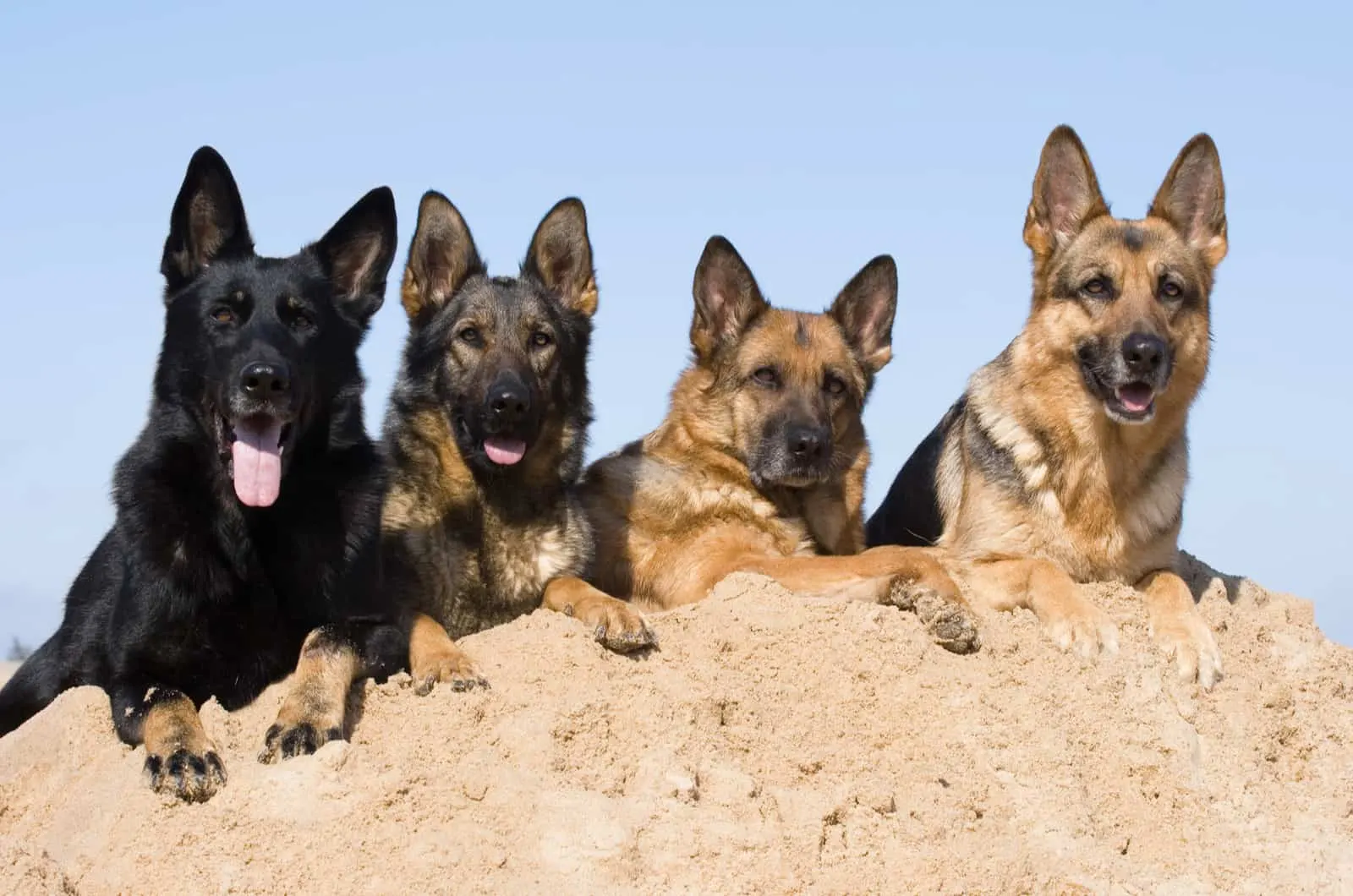 black and brown german shepherd dogs