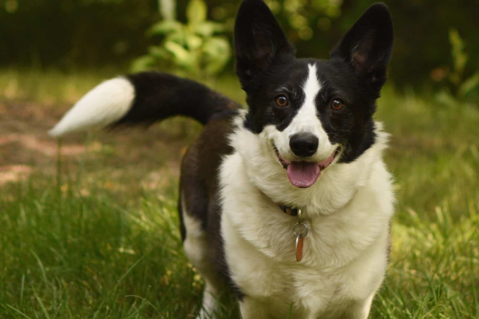 black and white corgi mix dog in the garden facing the camera