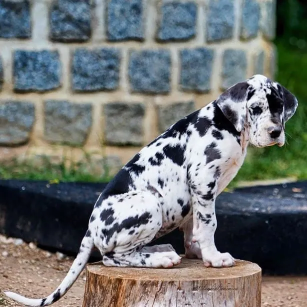 black and white great dane puppy