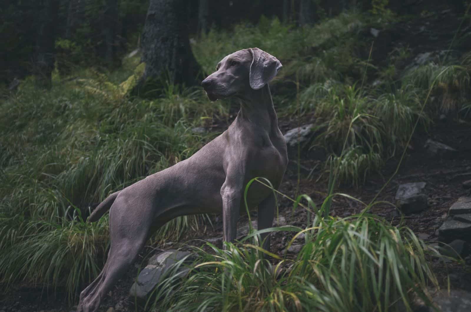 black dog in nature