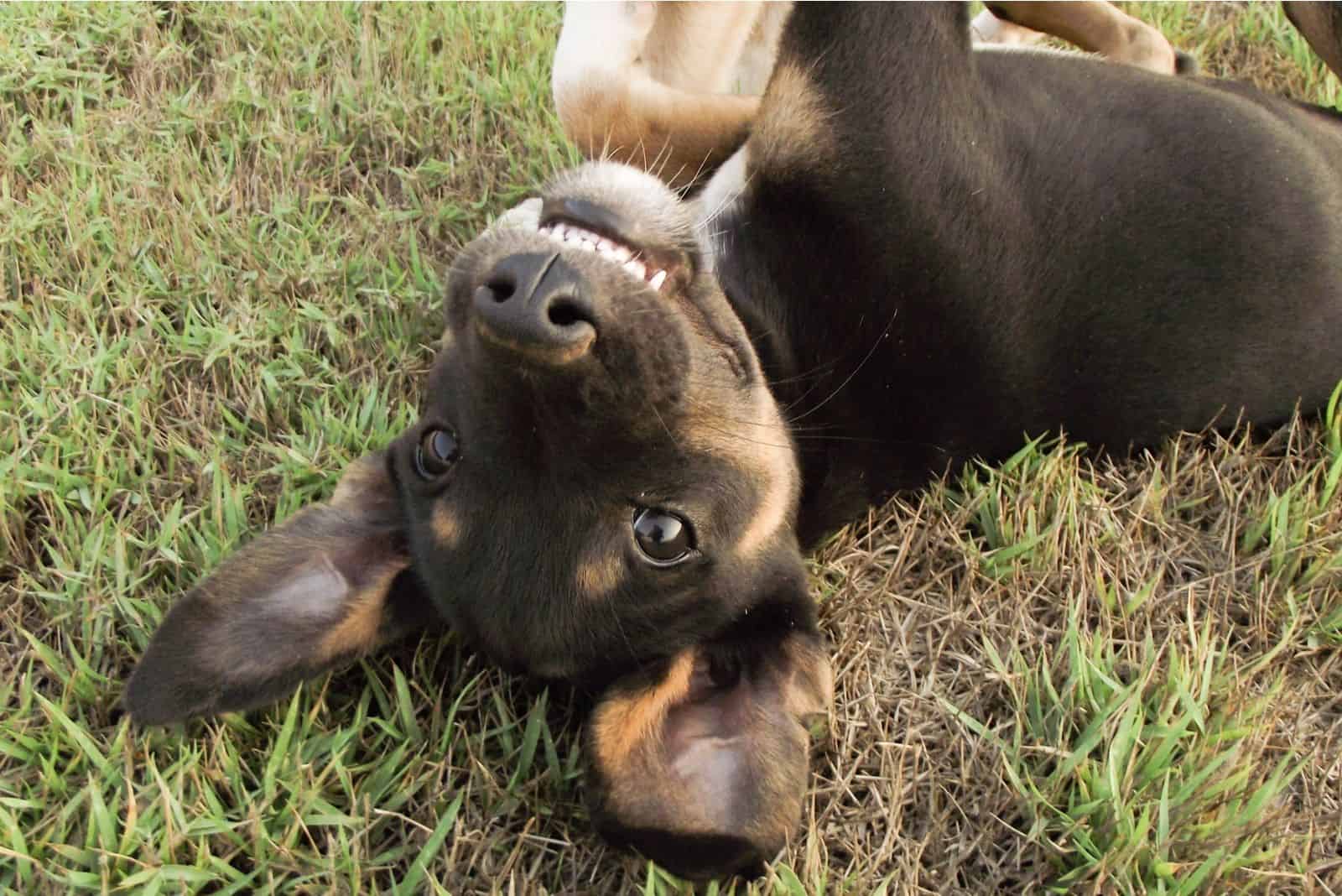 black dog playing on the ground 