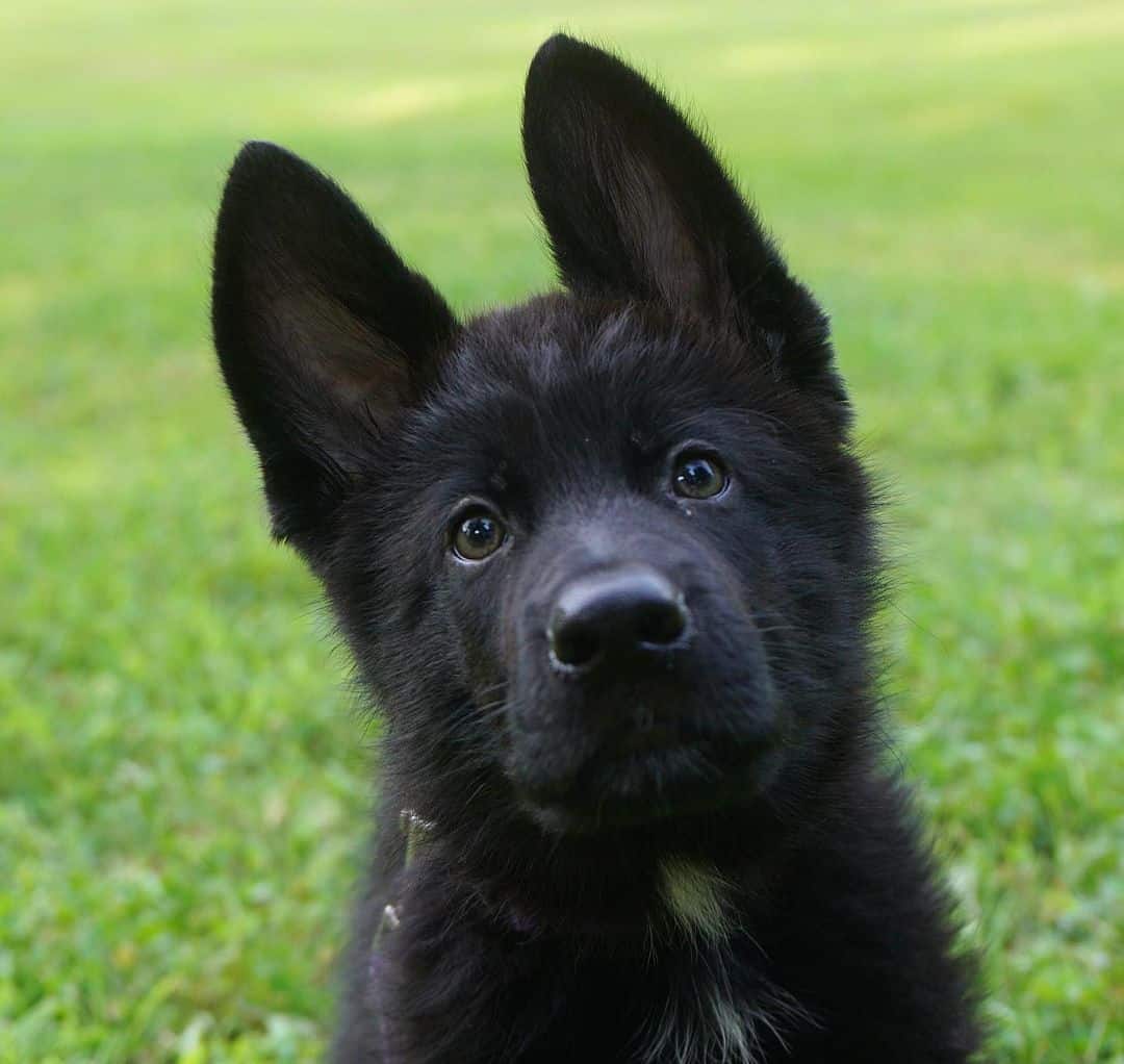 black german shepherd looking at camera