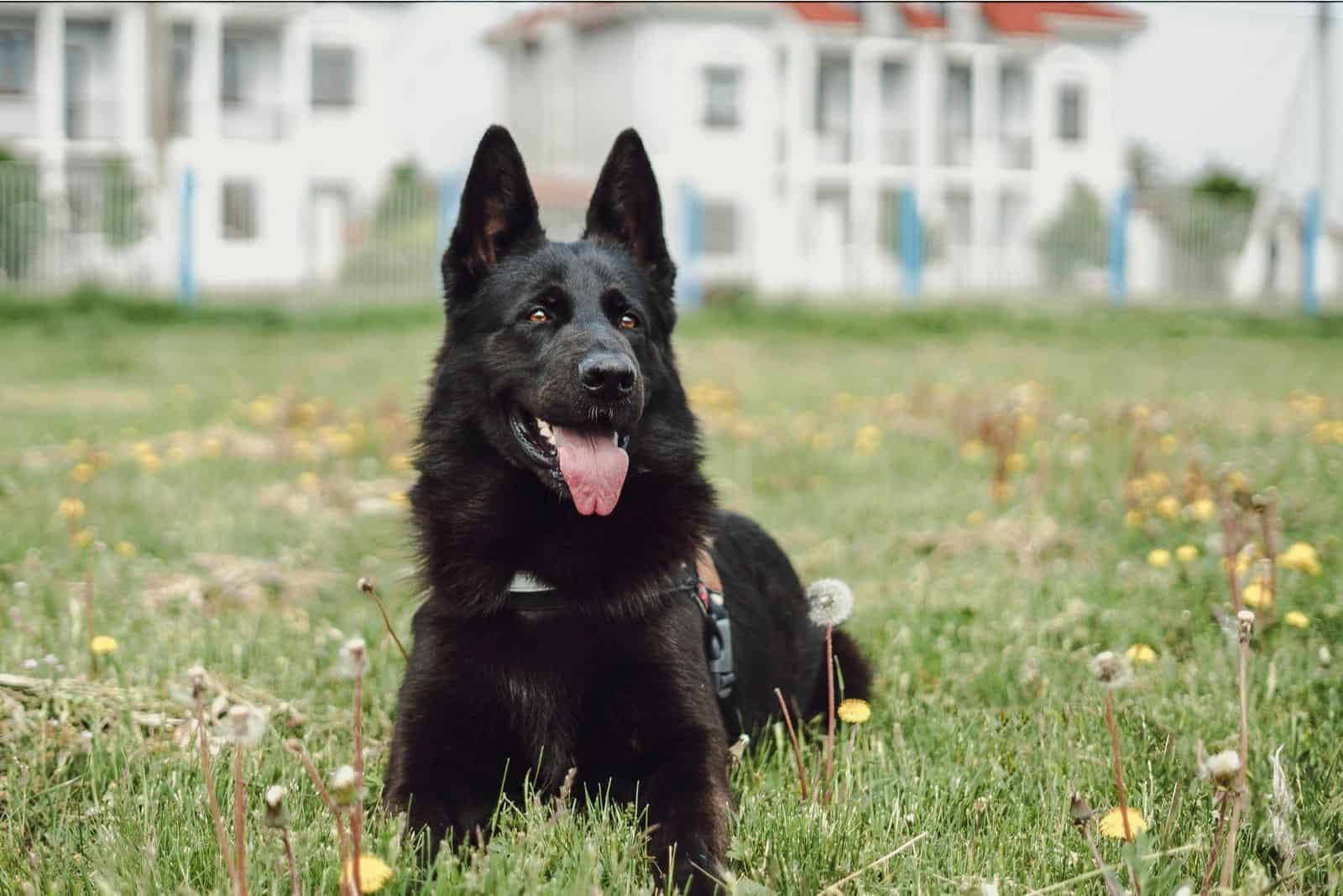 black german shepherd lying on the ground 